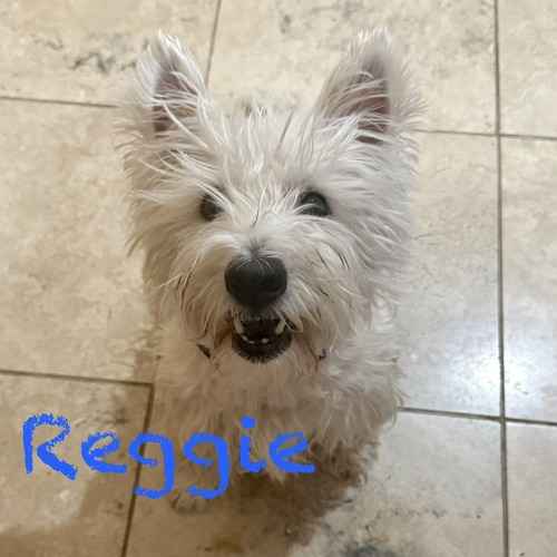 Reggie, a small white West Highland Terrier, sits indoors while receiving dog-training and pet-transportation services.