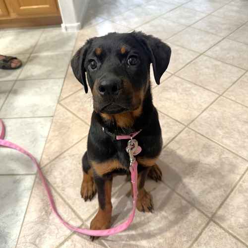 Sadie, a young Rottweiler puppy wearing a pink leash, sits nicely during positive in-home puppy training.