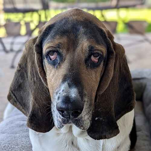 A senior tricolor Basset Hound poses for a close indoor portrait during an in-home pet-sitting visit in Glendale.