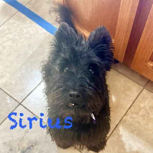 Sirius, a small black Scottish Terrier, sits indoors while receiving dog-training and pet-transportation services.