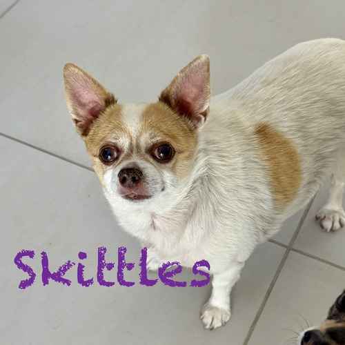 Skittles, a white-and-tan Chihuahua, sits indoors during around-the-clock in-home pet sitting.