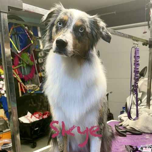 Skye, a blue merle Australian Shepherd, stands on a grooming table during a bath and de-shedding service.