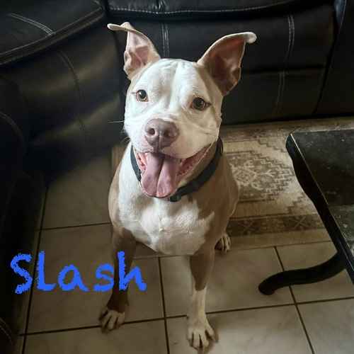 Slash, a tan-and-white pit bull-type dog, sits indoors during in-home positive behavior-modification training.