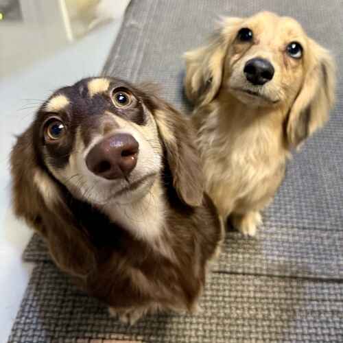 Two dachshund puppies experience their first grooming experience positively with FurBabies & Friends in Glendale, AZ.