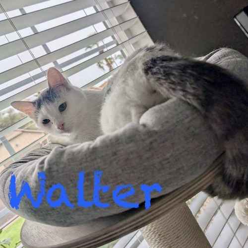 Walter, a white-and-gray cat, sits on a cat tree by a window during an in-home cat-sitting visit.