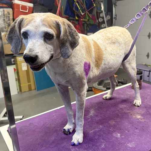 White-and-tan dog with a purple heart design and purple nails on a grooming table.