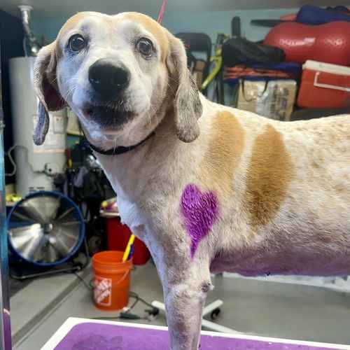 White-and-tan dog with a purple heart design standing on a grooming table.
