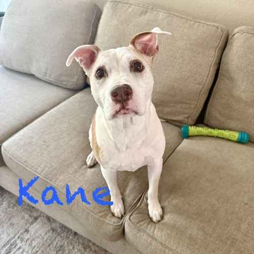 A white-and-brown dog named Kane sits on a couch beside a green toy during a drop-in pet-sitting visit.