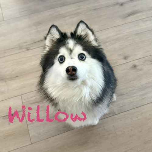 Willow, a small black-and-white husky-type dog with blue eyes, sits indoors during a Phoenix pet-sitting visit.