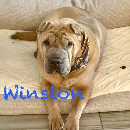 Winston, a tan Shar-Pei relaxing on a couch.