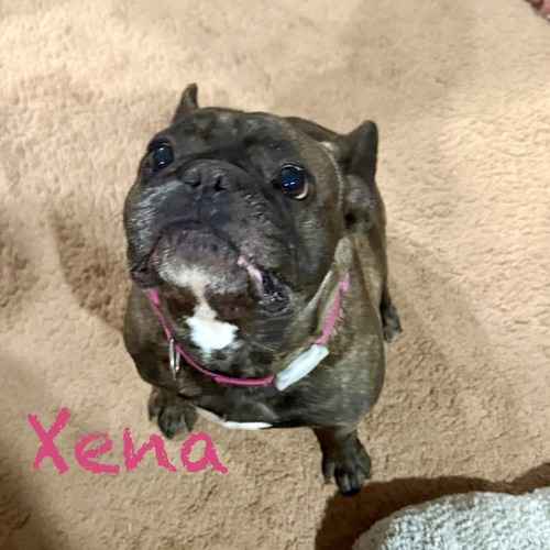 Xena, a dark brindle French Bulldog, sits indoors during a vacation pet-sitting visit.