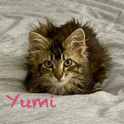 Yumi, a long-haired tabby kitten, rests on a blanket during an in-home cat-sitting visit in Glendale.