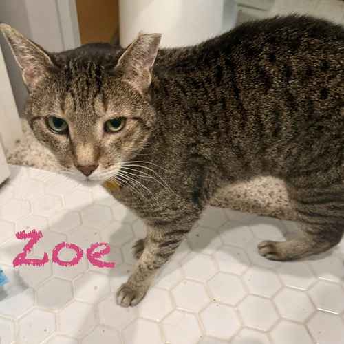Zoe, a gray tabby cat, sits indoors during a cat-sitting visit.