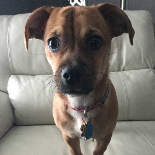 Small mixed breed dog, Wrigley, posing for a picture in his new foster home.