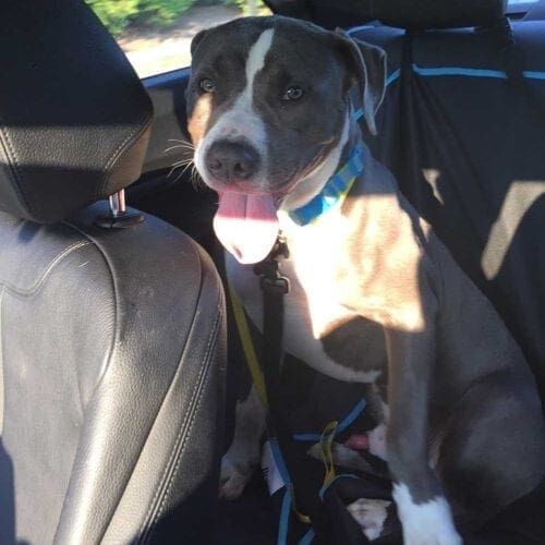 Large blue nose pitbull, Baloo, on his freedom right out of the shelter to his new foster home.