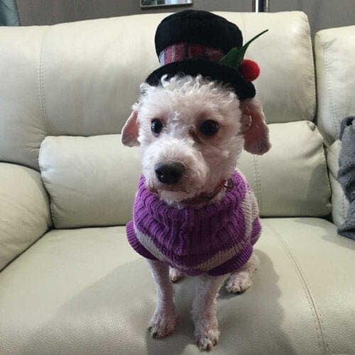 Miniature Poodle mix and foster dog Ollie wearing a sweater and top hat.