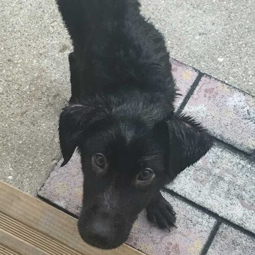 Very skinny and malnourished lab mix puppy gets some much needed care in his new foster home.