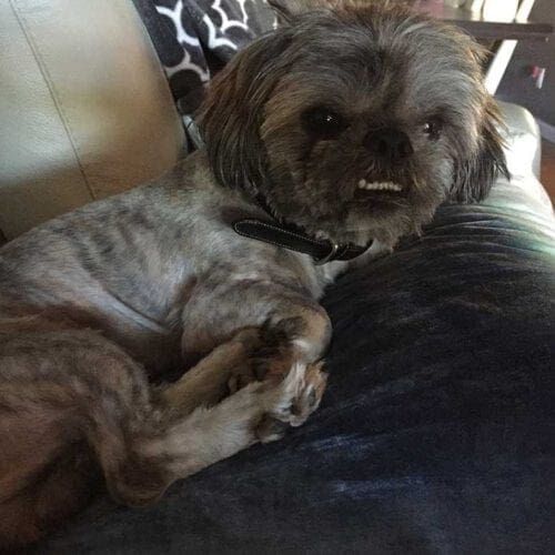 Merlin the Shih Tzu foster puppy relaxing comfortably on the couch of his new foster home.