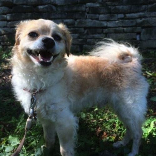 Mixed small breed foster dog, Taz, was all smiles when he finally found his forever family.