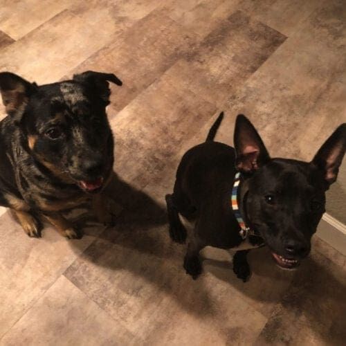 Harper and Luna loved their Dog Basic Obedience Training in Phoenix, AZ Harper and Luna loved their Dog Basic Obedience Training in Phoenix, AZ