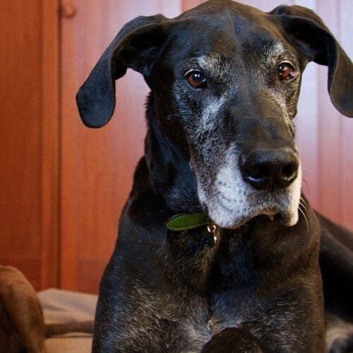 Vito the black great dane looks intently at the camera during his rainbow bridge end of life photography session.