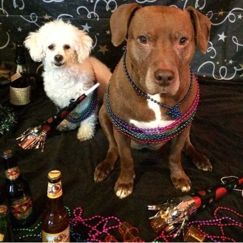 Nala and Stella celebrating New Years Eve. Nala and Stella celebrating New Years Eve.