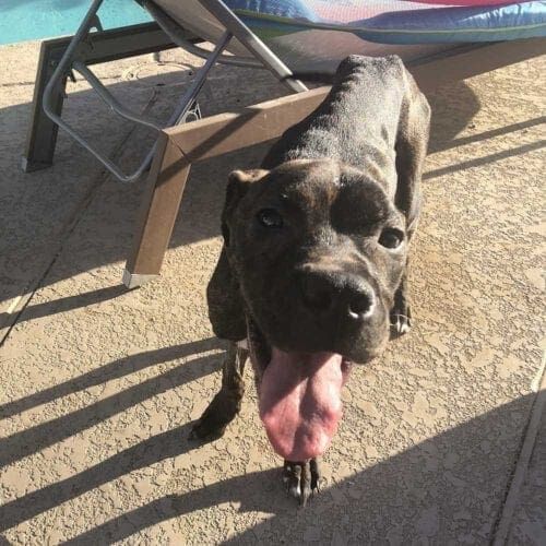 Brindled pitbull Bonnie was extremely underweight and under socialized when she arrived at her new foster home, her big smile shows her spirit change.