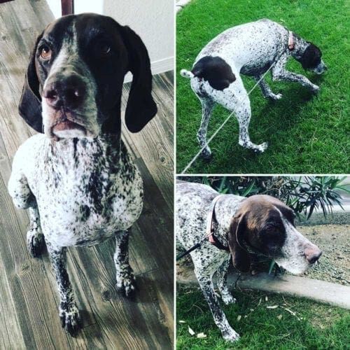 German Shorthair Pointer Willie loved his daily dog walks in Glendale, AZ.