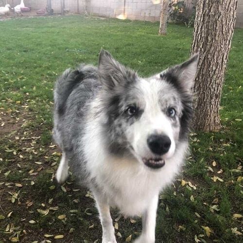 Black and white Australian Shepherd named Mitzy playing with a ball during a pet sitting visit