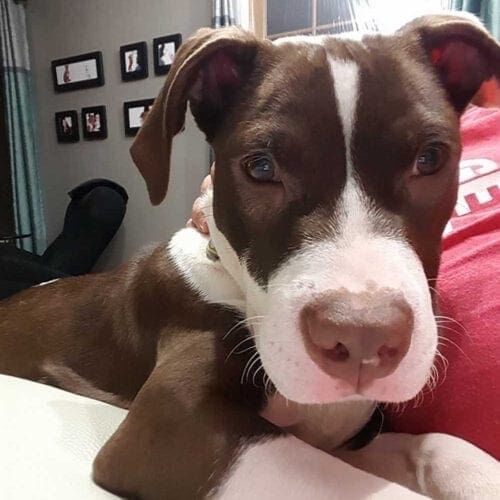 Brown and white pitbull puppy Royce making himself right at home on his foster moms lap.