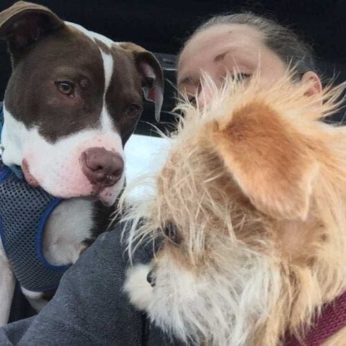 Kristie Halverson picking up fosters Royce, brown and white pitbull puppy and Mr. Magoo, a small wire hair mixed breed to bring back to foster at her home.