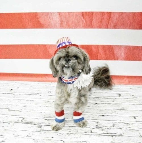 Foster dog Merlin, supporting the USA proudly during a dog photoshoot in Glendale, AZ.