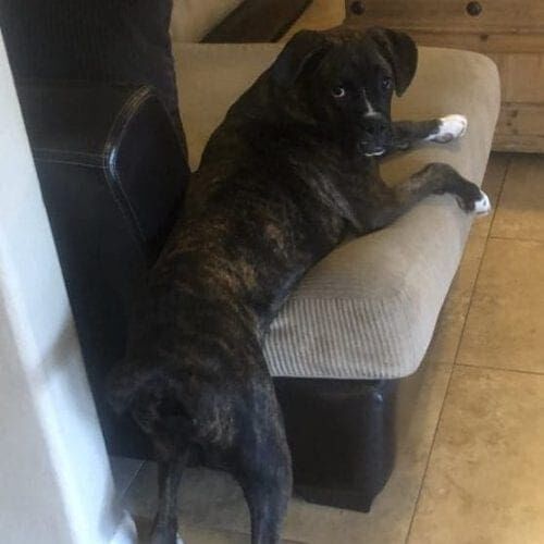Boxer puppy named Boston resting awkwardly on a couch during a pet care visit