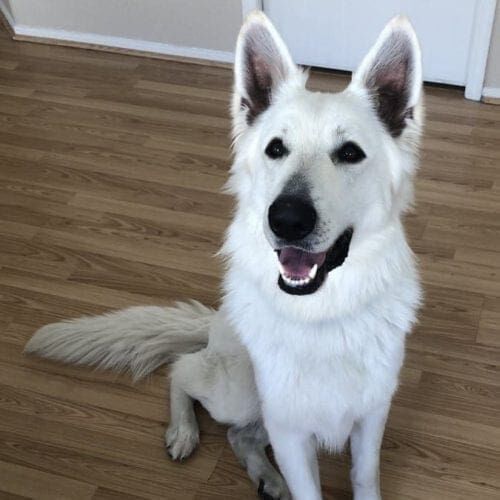 White Shepherd name Rex sitting while waiting for his after dinner treat during a pet sitting drop in visit in Phoenix, AZ.