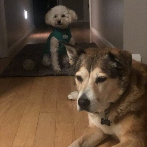 Dogs named Emma and Willie waiting for the pet sitter to throw the ball down the hall.