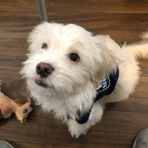 Koa the puppy waiting to get some treats during training at Artessa Apartments in Glendale, AZ Koa the puppy waiting to get some treats during training at Artessa Apartments in Glendale, AZ