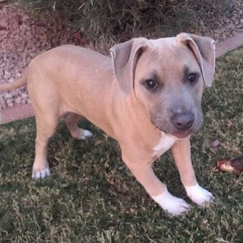 AHS Rescued Pit Bull Puppy Simba in Training in Glendale, AZ AHS Rescued Pit Bull Puppy Simba in Training in Glendale, AZ