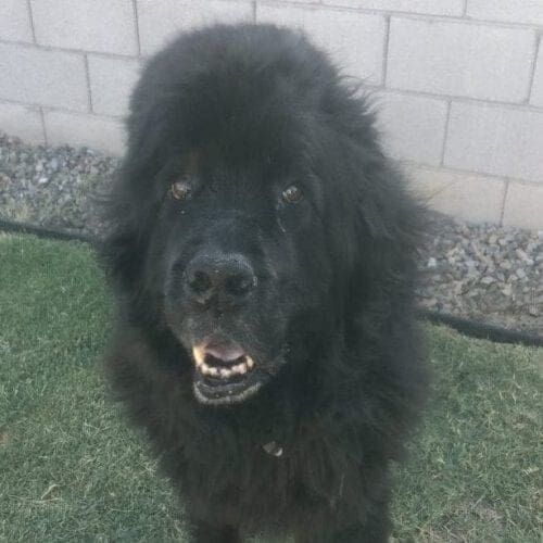 Newfoundland Milo loved the extra attention and appreciated the midday potty break.