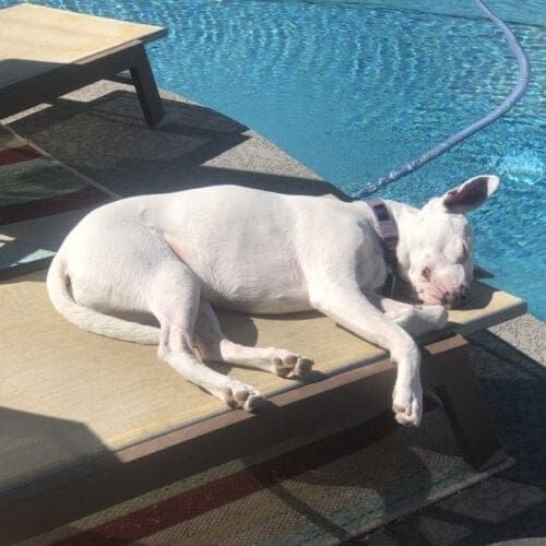 Deaf bully mix Zoey needed a nap on the lounge chair during a dog socialization playdate.