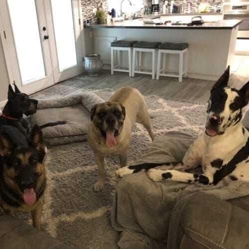 4 extra large dogs enjoying their 24 hour live in overnight pet sitting services in Glendale, AZ.
