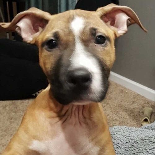 Shepherd and pitbull mix Simian wasn't in the best health condition when arriving at his foster home but he was ready to give and ask for love.