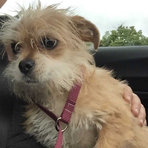 Small mixed breed foster puppy Mr. Magoo
