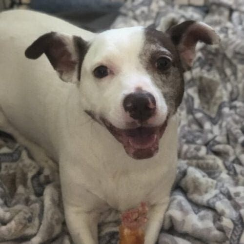 Dog named Boston resting during a pet care visit