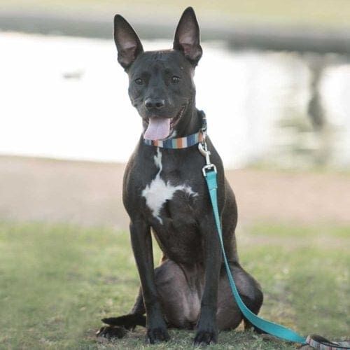 Black pitbull mix sits nicely during her dog photoshoot with Furbabies & Friends in Glendale, AZ.