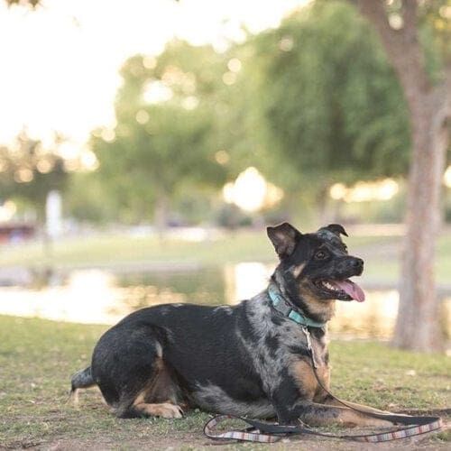 Catahoula mix, Luna, poses for her dog photoshoot with FurBabies & Friends in Glendale, AZ.