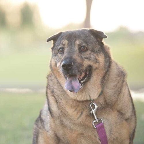 Chow mix sits nicely during her dog photoshoot with Furbabies & Friends in Glendale, AZ.