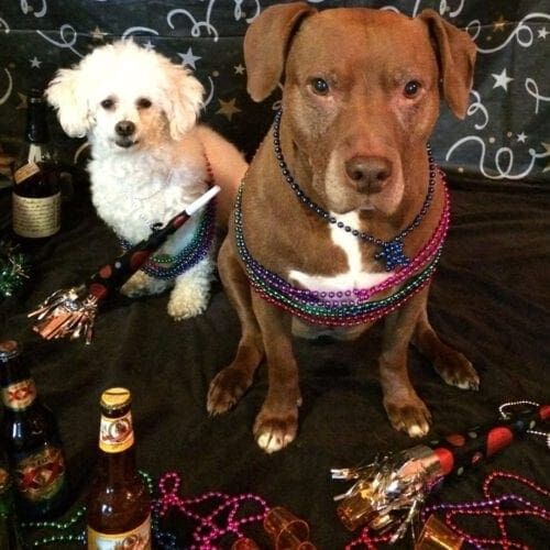Kristie's first two dogs, Nala & Stella, otherwise known as pittie and the poo for her second holiday care photo shoot that was New Years Themed.
