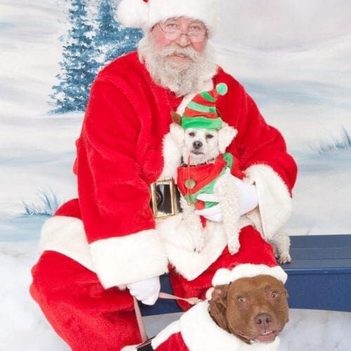 Kristie's first Christmas card, the one that started it all. Kristie's first Christmas card, her first two dogs Nala & Stella with Santa and started her Dog Holiday Card Tradition.