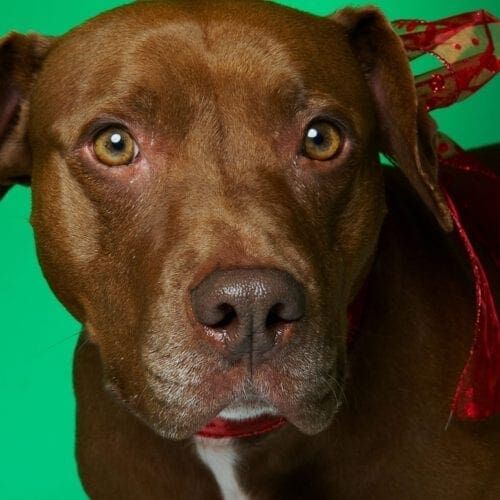 Kristie's first rescue dog, a red nose American Staffordshire Terrier named Nala.