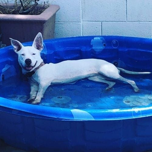 Pit Bull Zoey loves to relax in the swimming pool when boarding with FurBabies and Friends Pit Bull Zoey loves to relax in the swimming pool when boarding with FurBabies and Friends